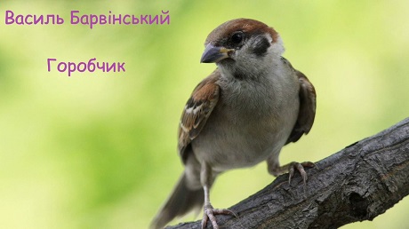 Василь Барвінський - Горобчик (Оригінальне змонтоване відео)